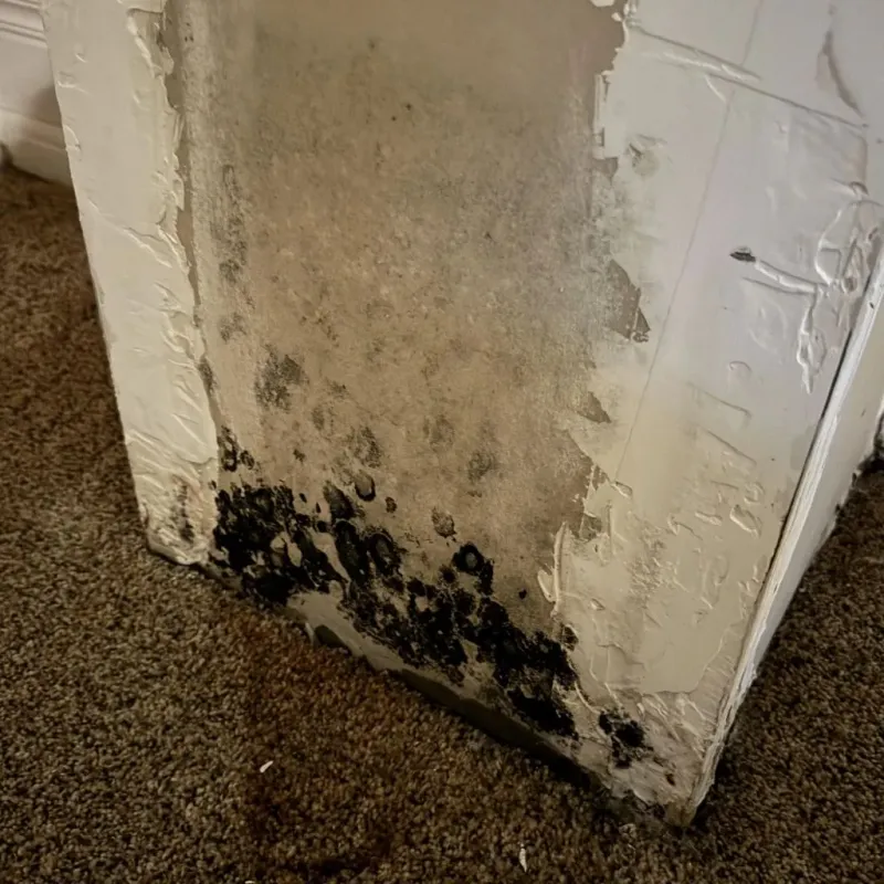 Professional Mold Removal in Pine Bluffs, WY